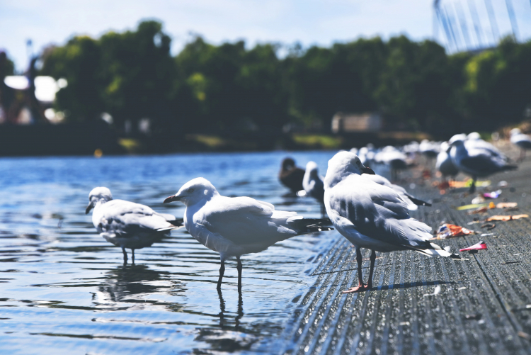 Why Haven't Birds Developed Complex Culture?