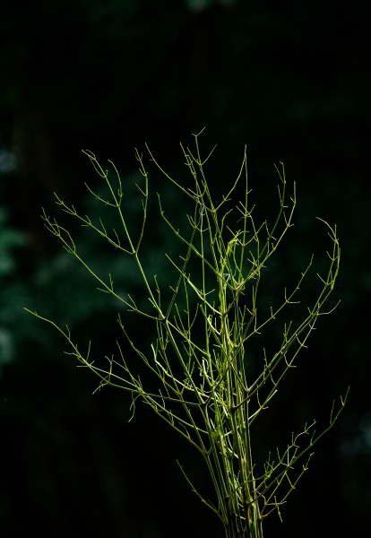 Parasitic Plants Steal and Remodel Genes