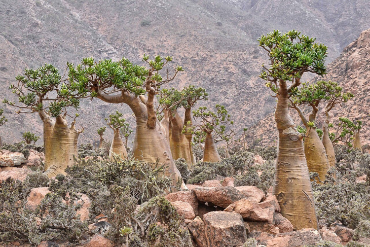 This Tree Has Toxic Sap That Can Kill You