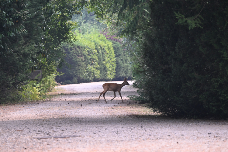 A Man Crashed His Car Into a Deer. Then He Became Sick.