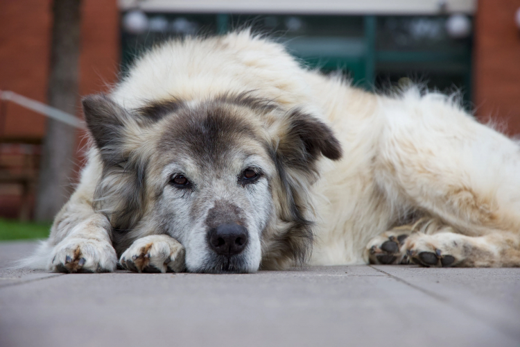 Dog and Human Aging Are Surprisingly Similar