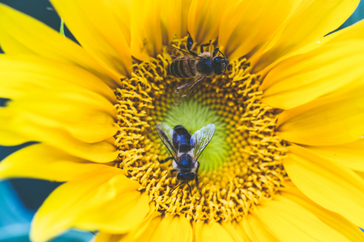 Bees See the World in More Ways Than Previously Thought