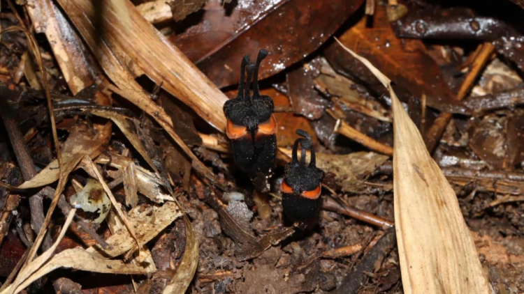 New 'Devil Flower' Species Discovered in Thailand
