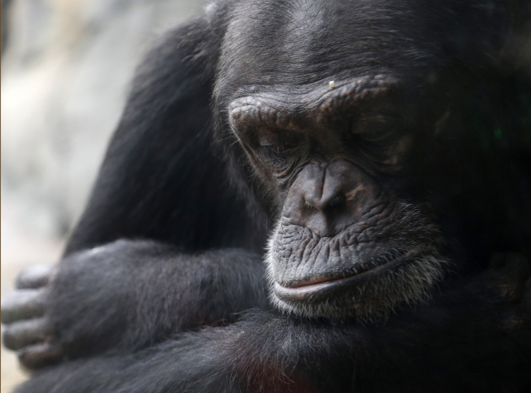 Chimpanzees Have Accents