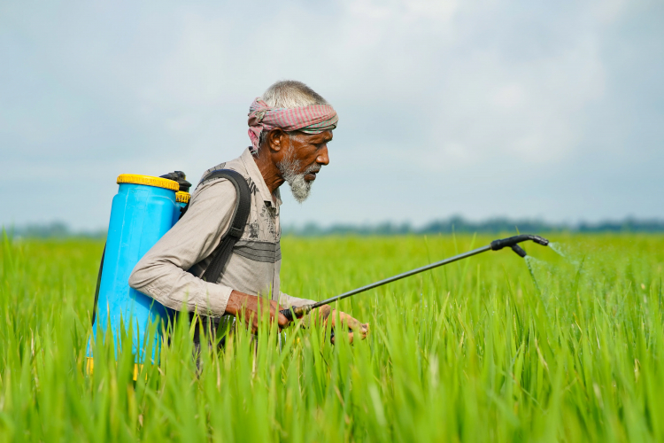 Weedkiller Study Has More Holes Than Swiss Cheese