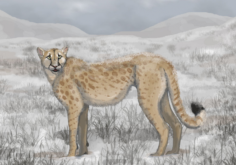 The 'American Cheetah' Wasn't a Cheetah
