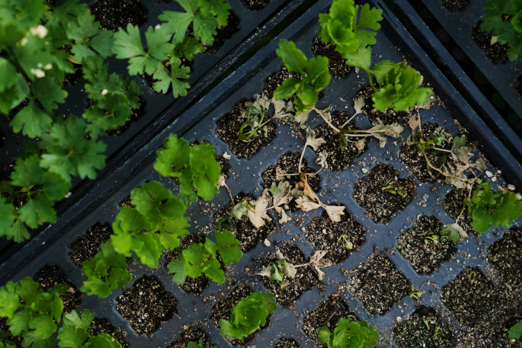 Farm Fields Are Battlegrounds of Drug Resistance