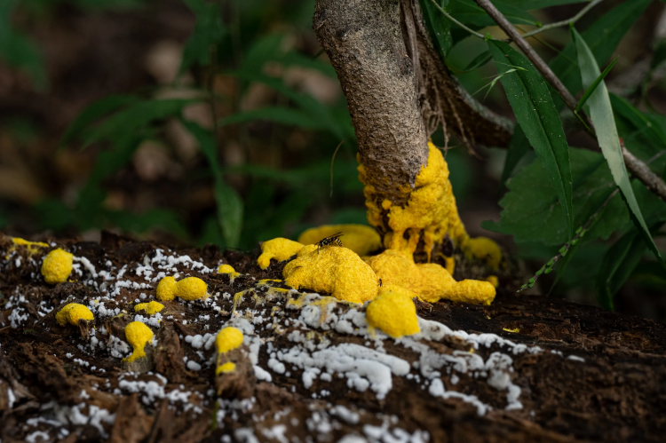 Should Slime Molds Be Considered 'Intelligent'?