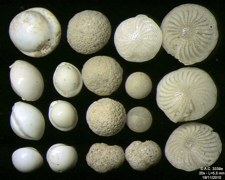 Why Do These Fossil Shells Flip Their Spirals in Unison?
