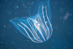 Ctenophores Are Biological Wonders