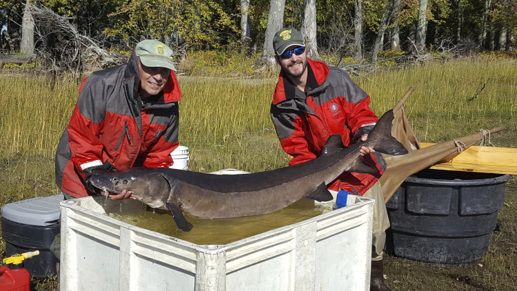 The Great Lakes' Oldest Fish Might Be 400 Years Old