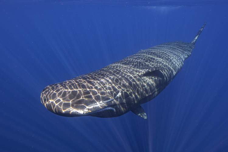 If We Could Speak to a Whale, Would We Understand?