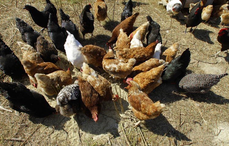 Free-Range Paradox: The High Cost of 'Happy' Chickens