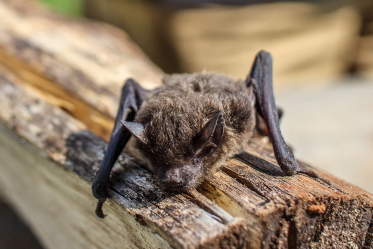 Where Do Ebolaviruses Come From? We're Still Not Sure