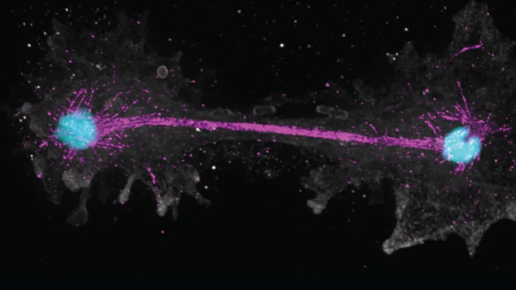 'Fire Amoeba' Pushes Limit of What's Possible for Complex Life