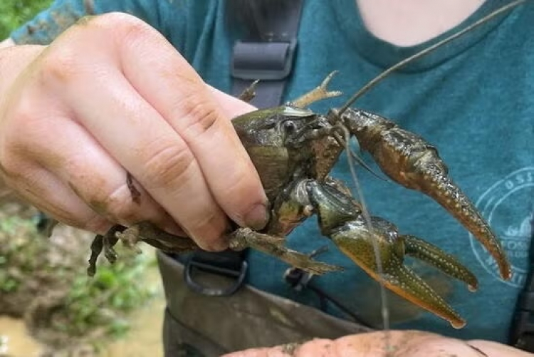 Biologists Compete Over North America's Largest Crayfish