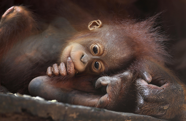 The Amazing Depth of Orangutan Culture