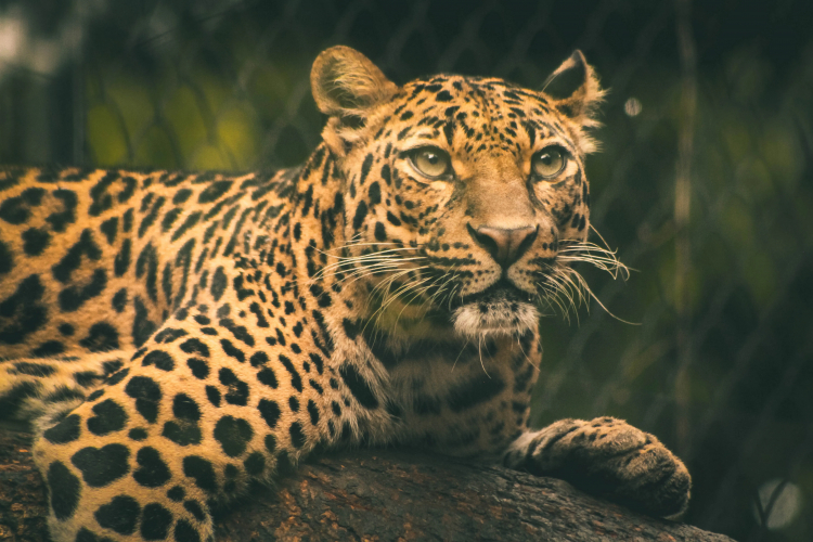 When Humans Were Prey