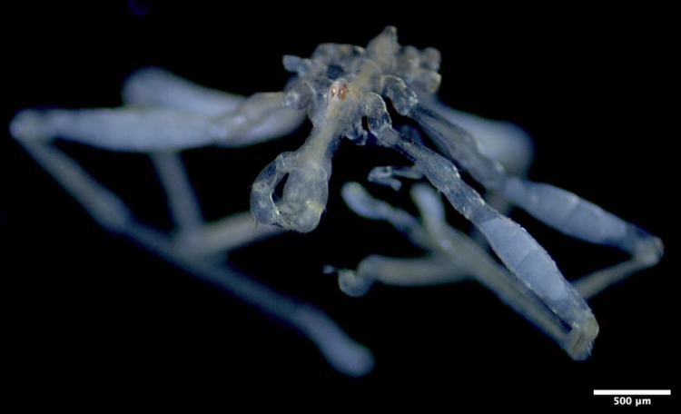 Scientists Found Two Bizarre New Sea Spiders