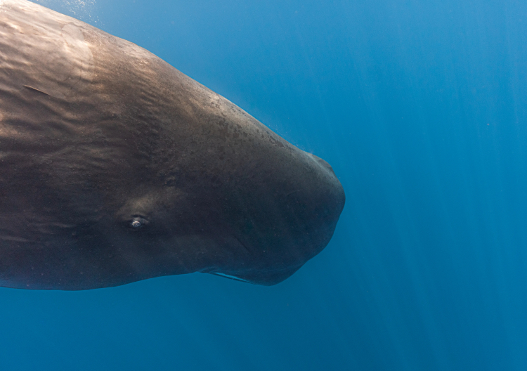 The Organ That Allows Sperm Whales to Sink Ships