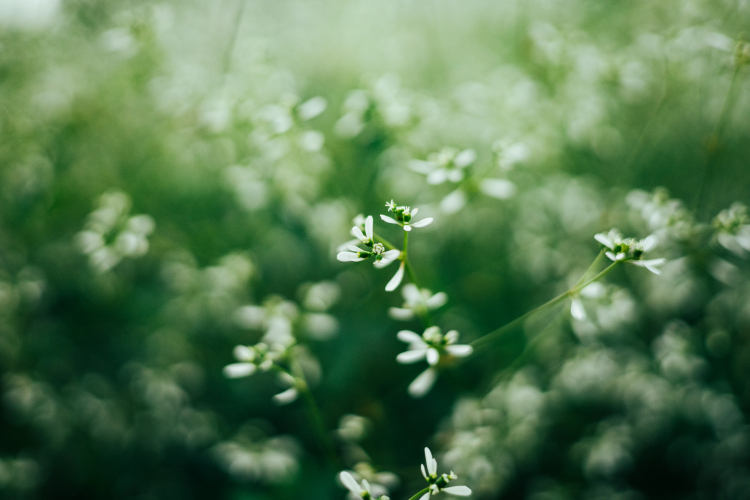 Researchers Solve Mystery of How Plants Sense Touch