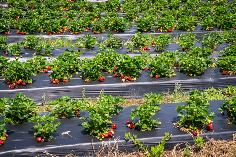 A New Textile Fabric Could Triple Strawberry Production