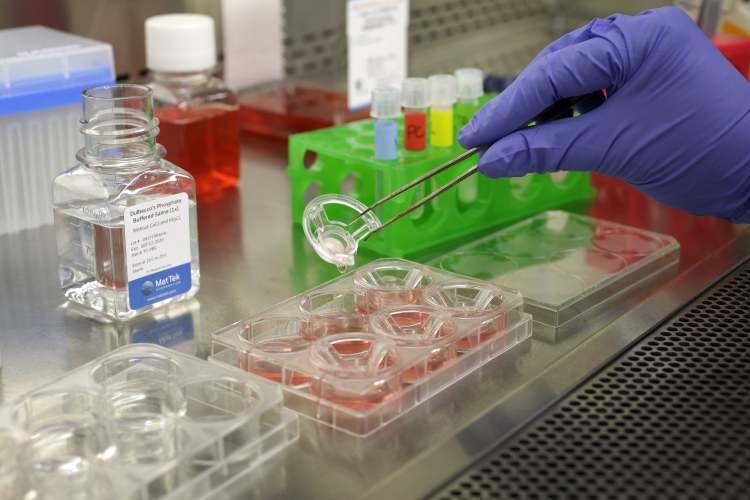 Alternatives to Animal Testing Are Finally Taking Off