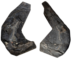 Early Fossil Has Fish- and Reptile-Like Traits