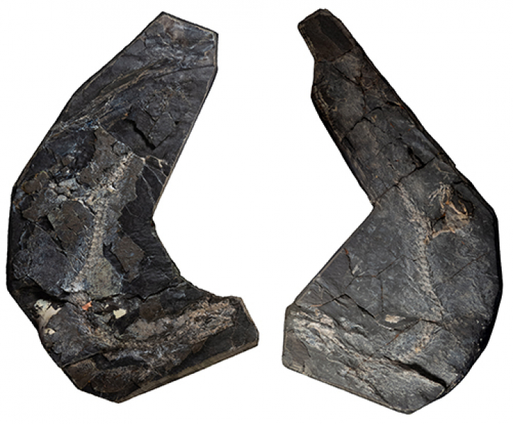 Early Fossil Has Fish- and Reptile-Like Traits