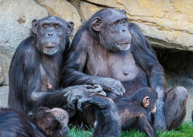 Chimps Don't Steal as Much From Their Friends