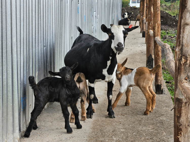 Is Rabies Making a Comeback in the United States?