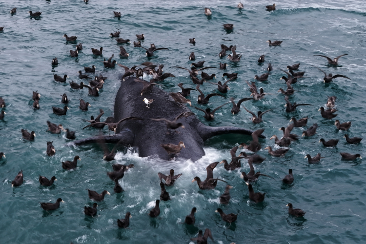Dead Baby Whales Are Washing Up in Argentina