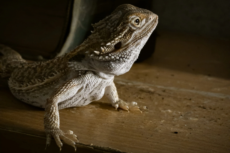 Why Does the Myth of the Lizard Brain Persist?