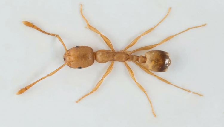 You Really Don't Want These Ants in Your House