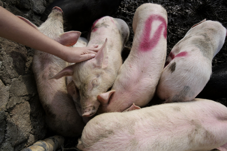 Why Don't We Drink Pig Milk?