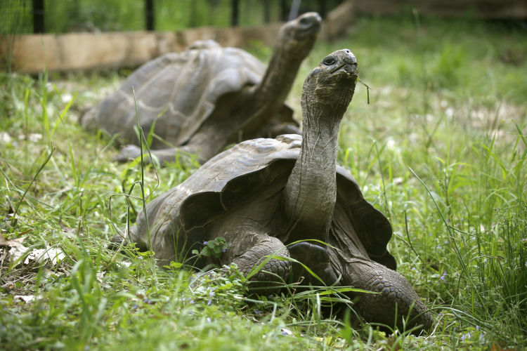 194-Year-Old Tortoise Gives Insights Into Healthy Aging