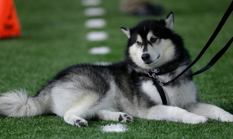 Why Big Dogs Age Faster