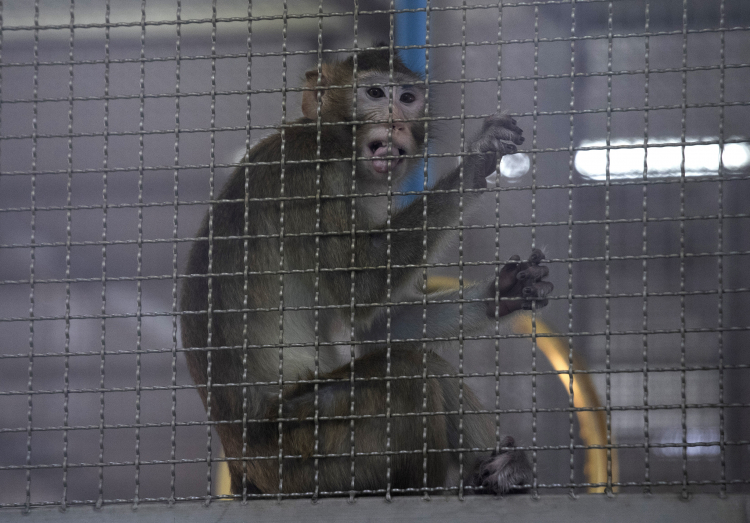 What If Nonhuman Primate Research Goes Away?