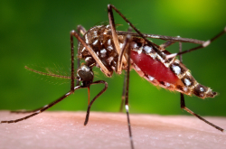 Full Measure: EPA Plans To Reduce Mosquito And Tick Population In DC By 90% By 2028