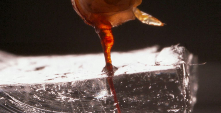 First-Ever Video Shows Honeybee Stinger in Action