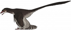What Can Four-Winged Dinosaurs Teach Us About Birds?