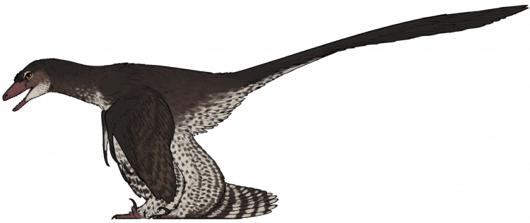 What Can Four-Winged Dinosaurs Teach Us About Birds?