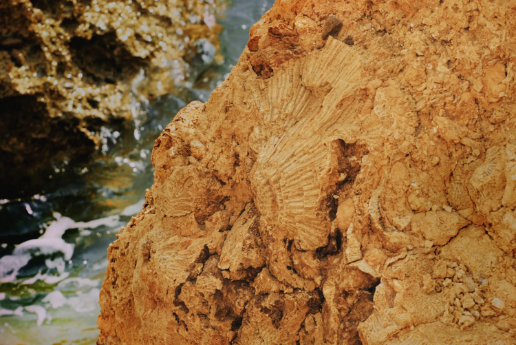 Earth's Oldest Evidence of Life Is at Risk of Disappearing