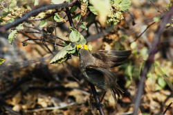The Real-Life Vampire Birds That Drink Blood
