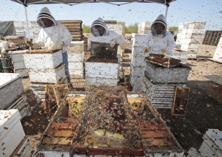 Bee Hives Found to Be 'Living Immune Systems'