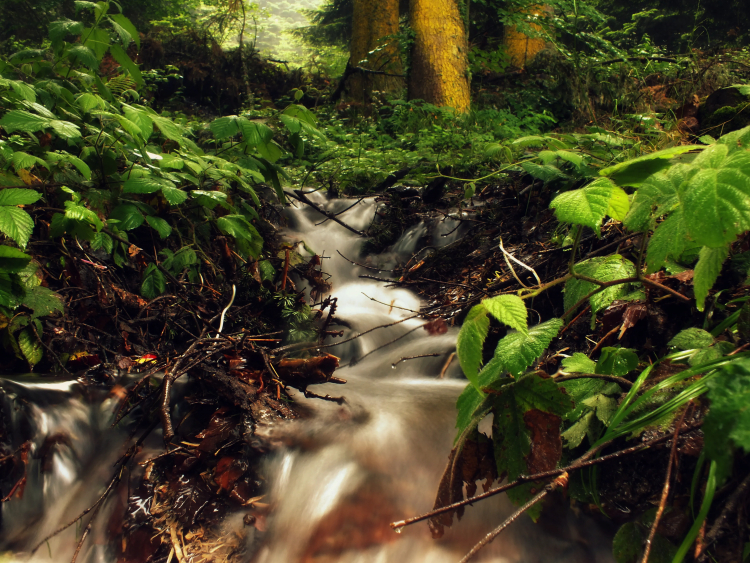 The Bias Affecting What We Know About Nature
