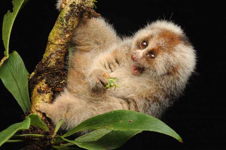 A Venomous Primate Has Been Sneaking Into Homes