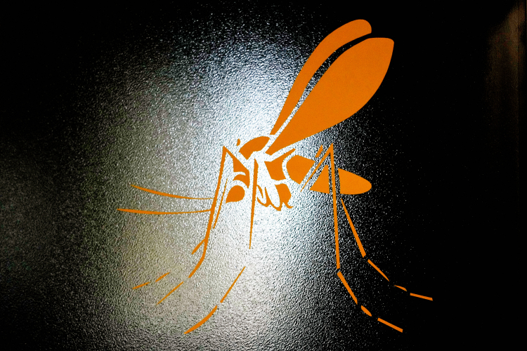 Is Making Mosquitoes Extinct Morally Wrong?